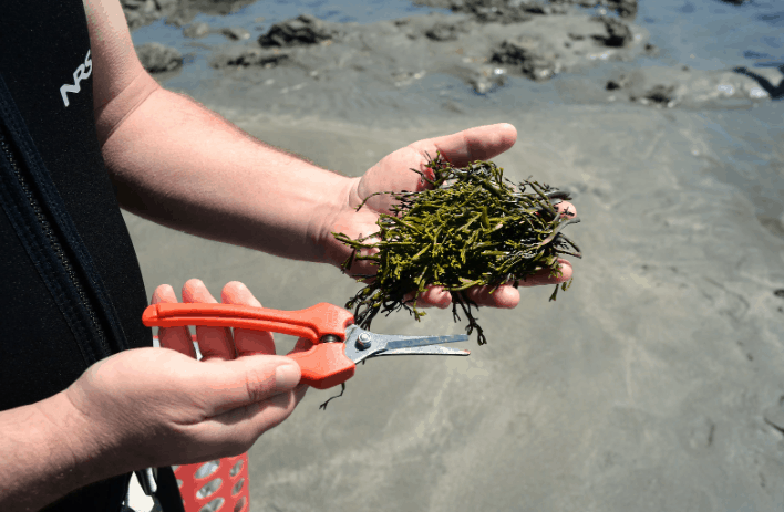 Seaweed foraging in Cayucos