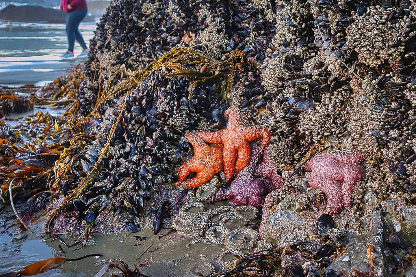 Cayucos Tidepools