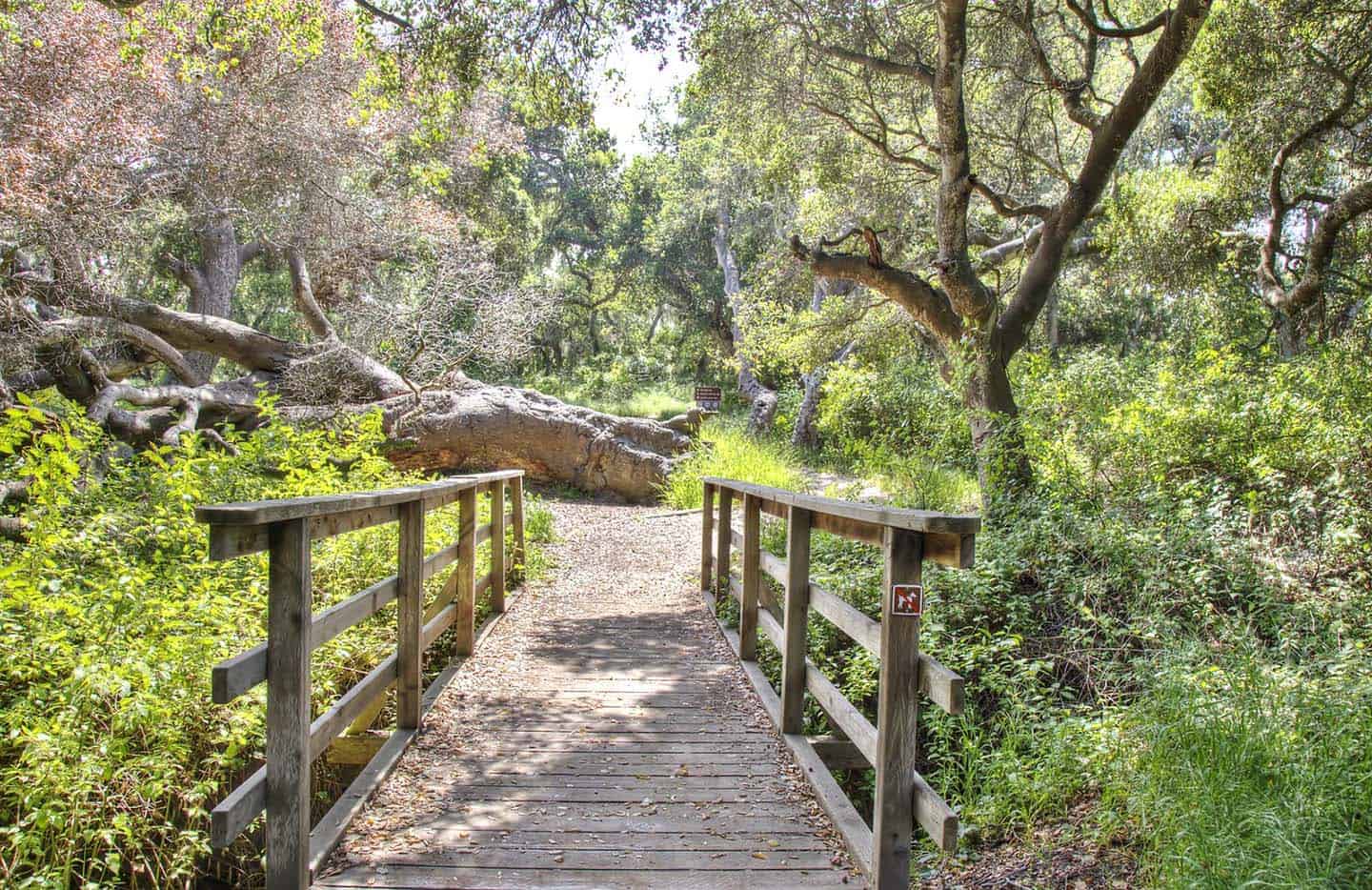 Los Osos Oaks State Reserve