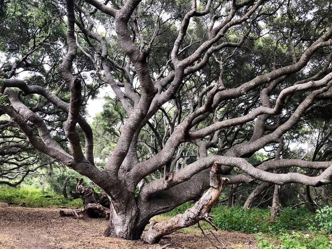 Los Osos Oaks State Reserve Ca