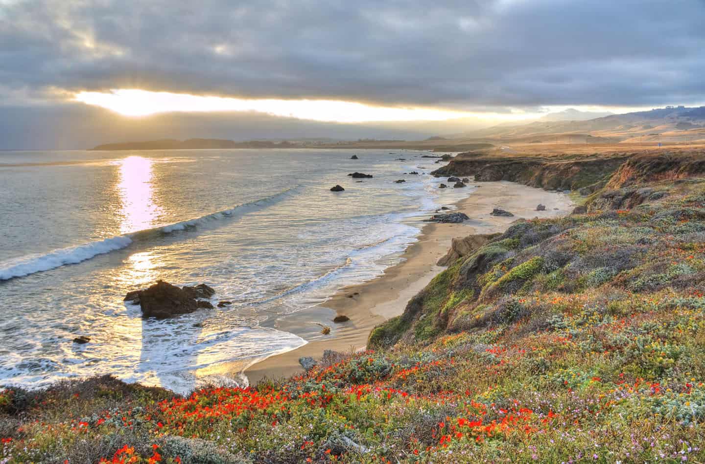 San Simeon coastline with wildflowers