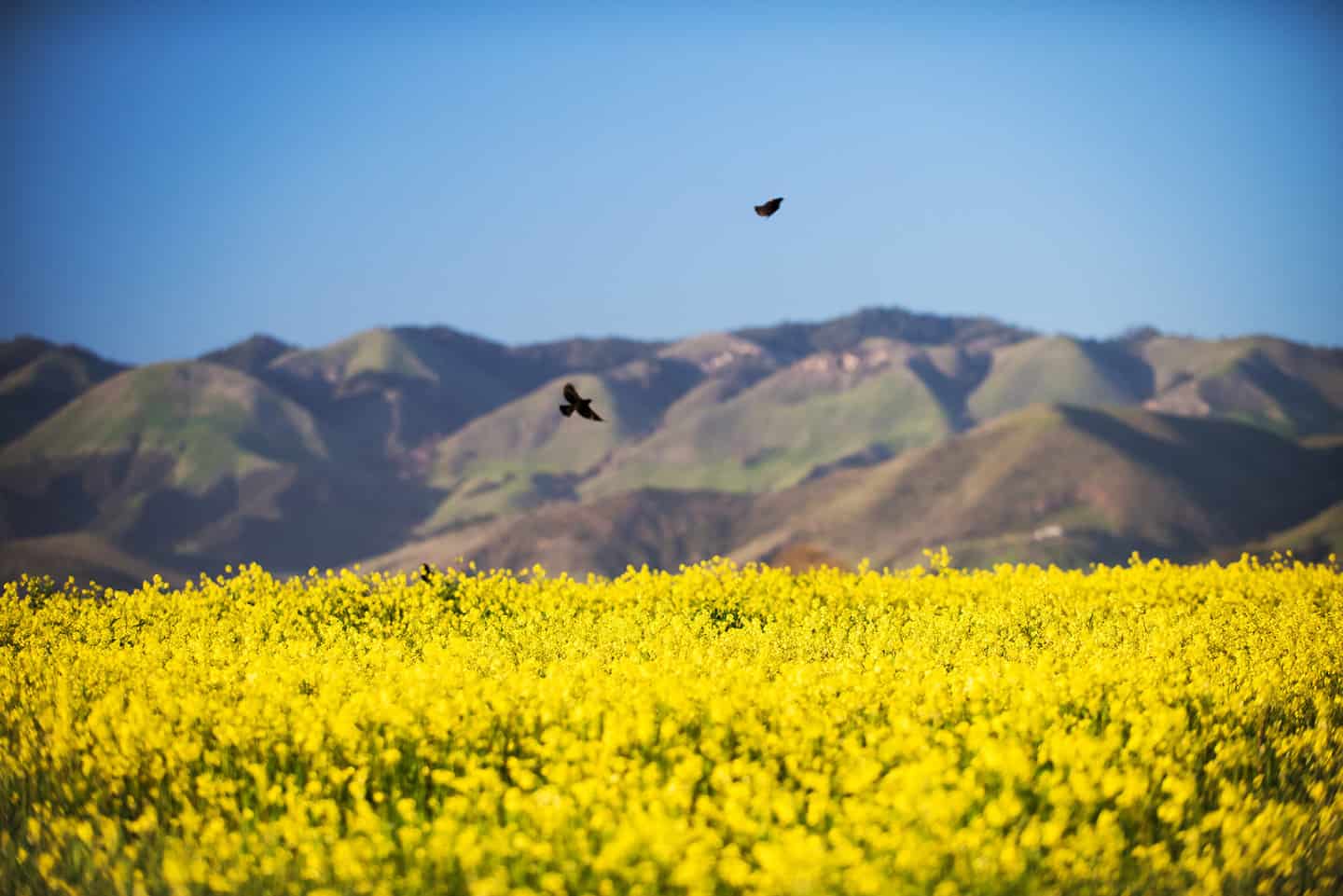 Mustard Field Edna Valley