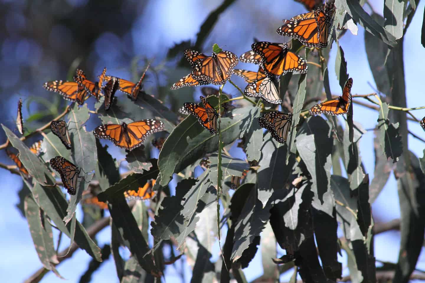 Monarch Butterfly sunning