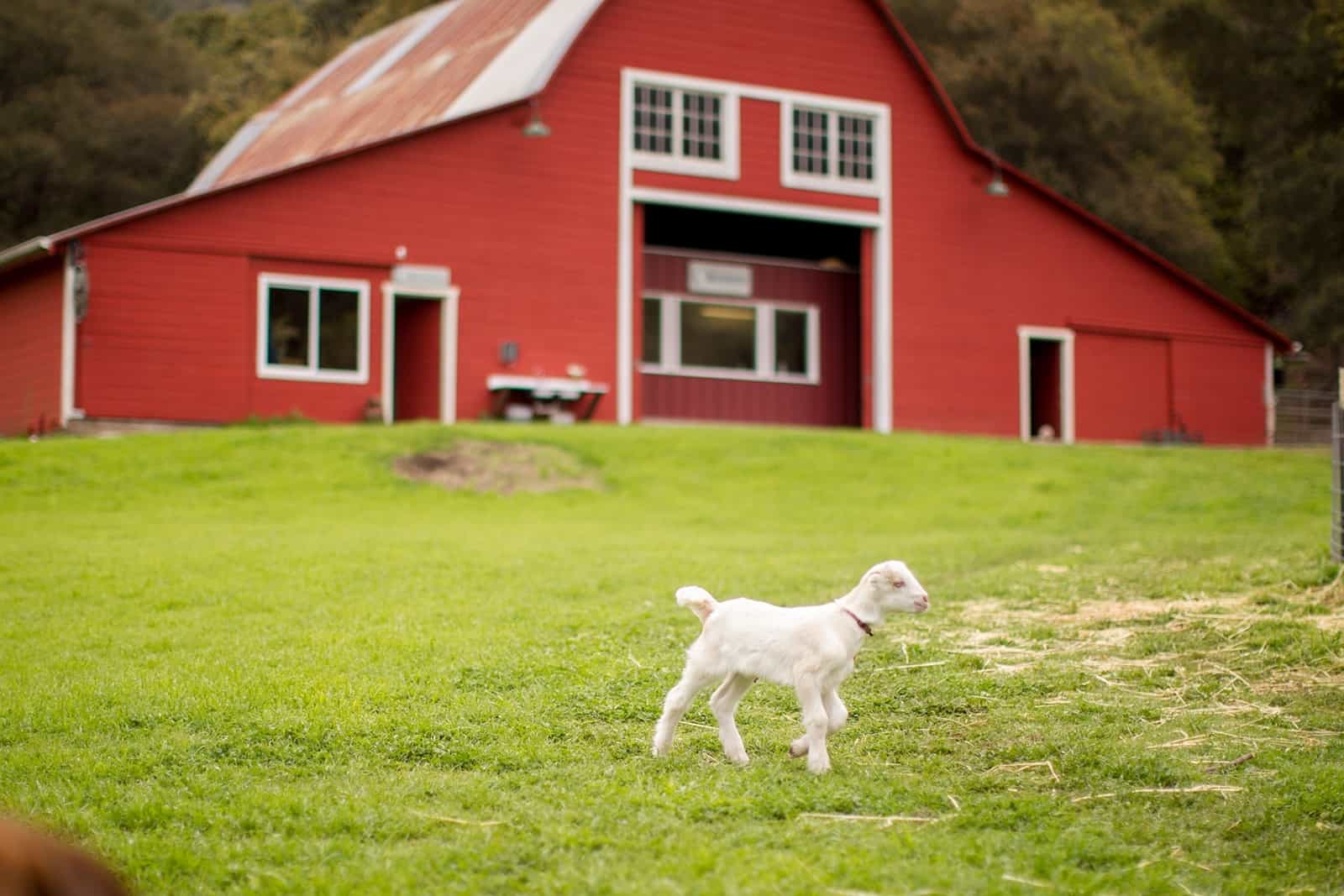 Stepladder Creamery