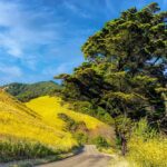 Scenic Drive: Your Highway 1 Road Trip