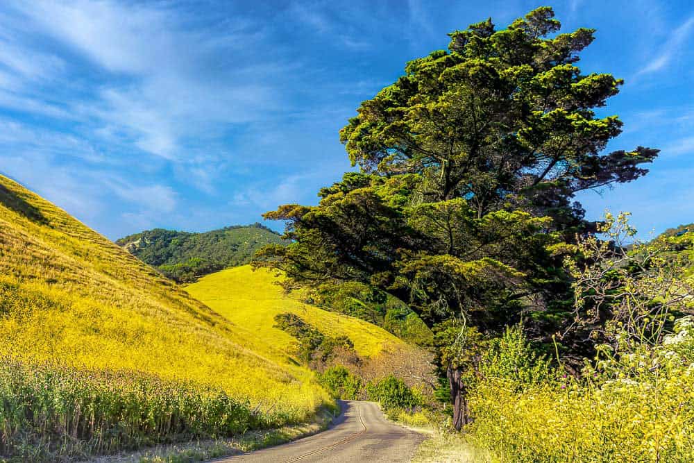 Old County Road Cayucos