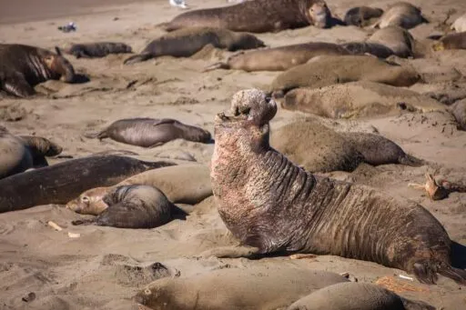 Elephant seal San Simeon