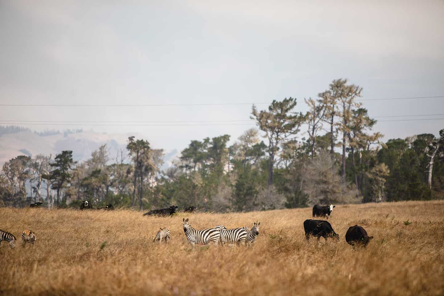 Zebras in San Simeon, CA