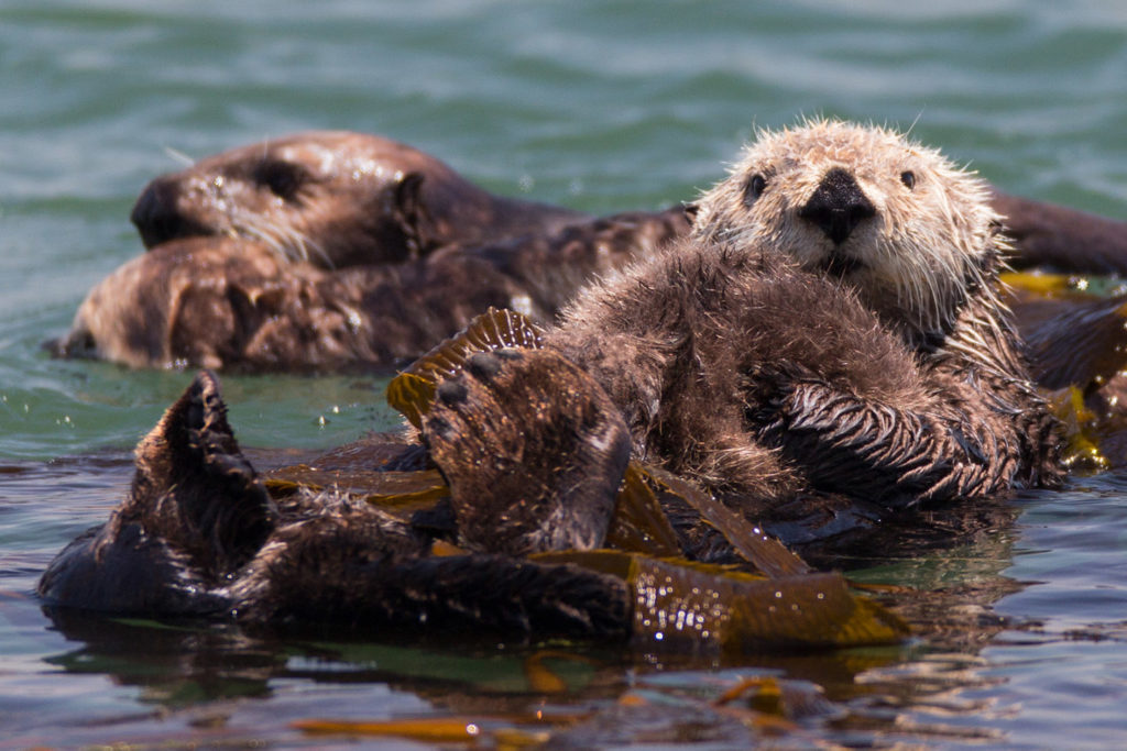 Sea Otter and pup San Simeon