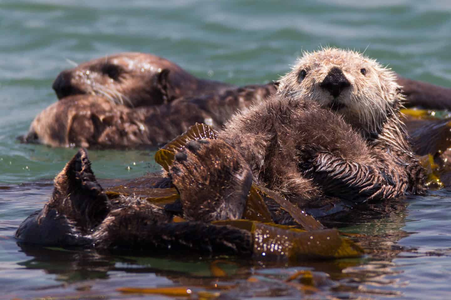 Sea Otters Photo credit required- Photo © 2013 “Mike” Michael L. Baird