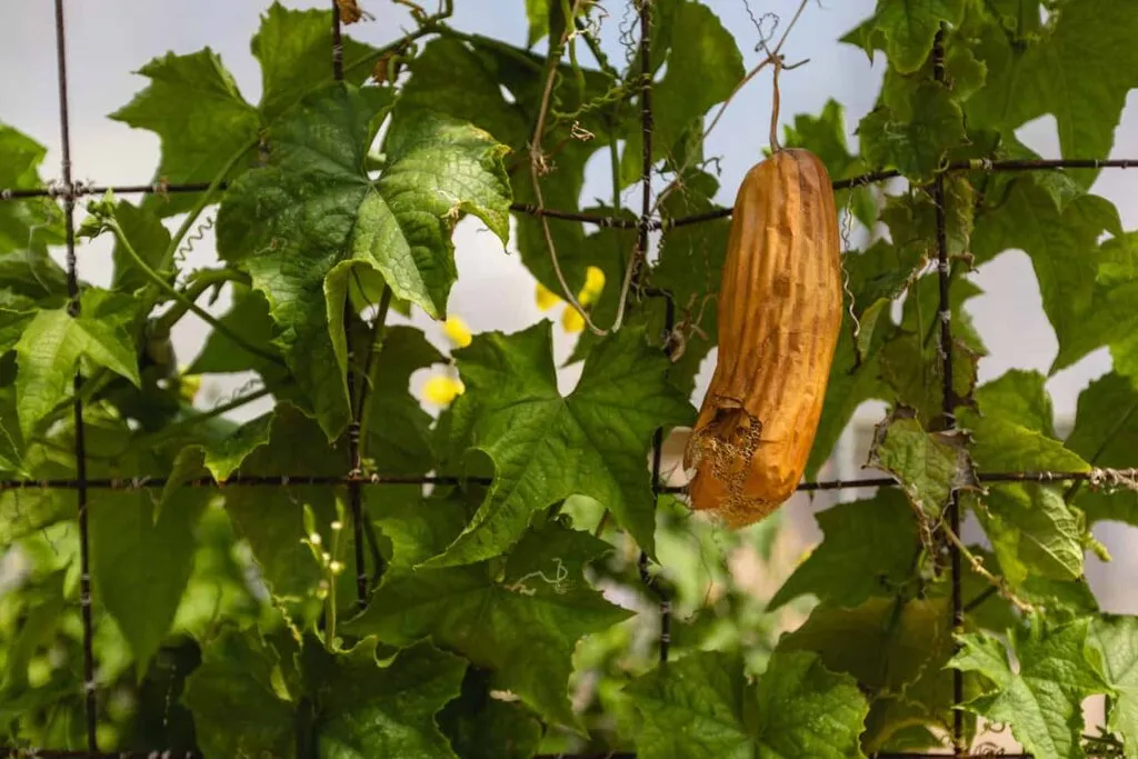 Luffa at the Luffa Farm in Nipomo, CA