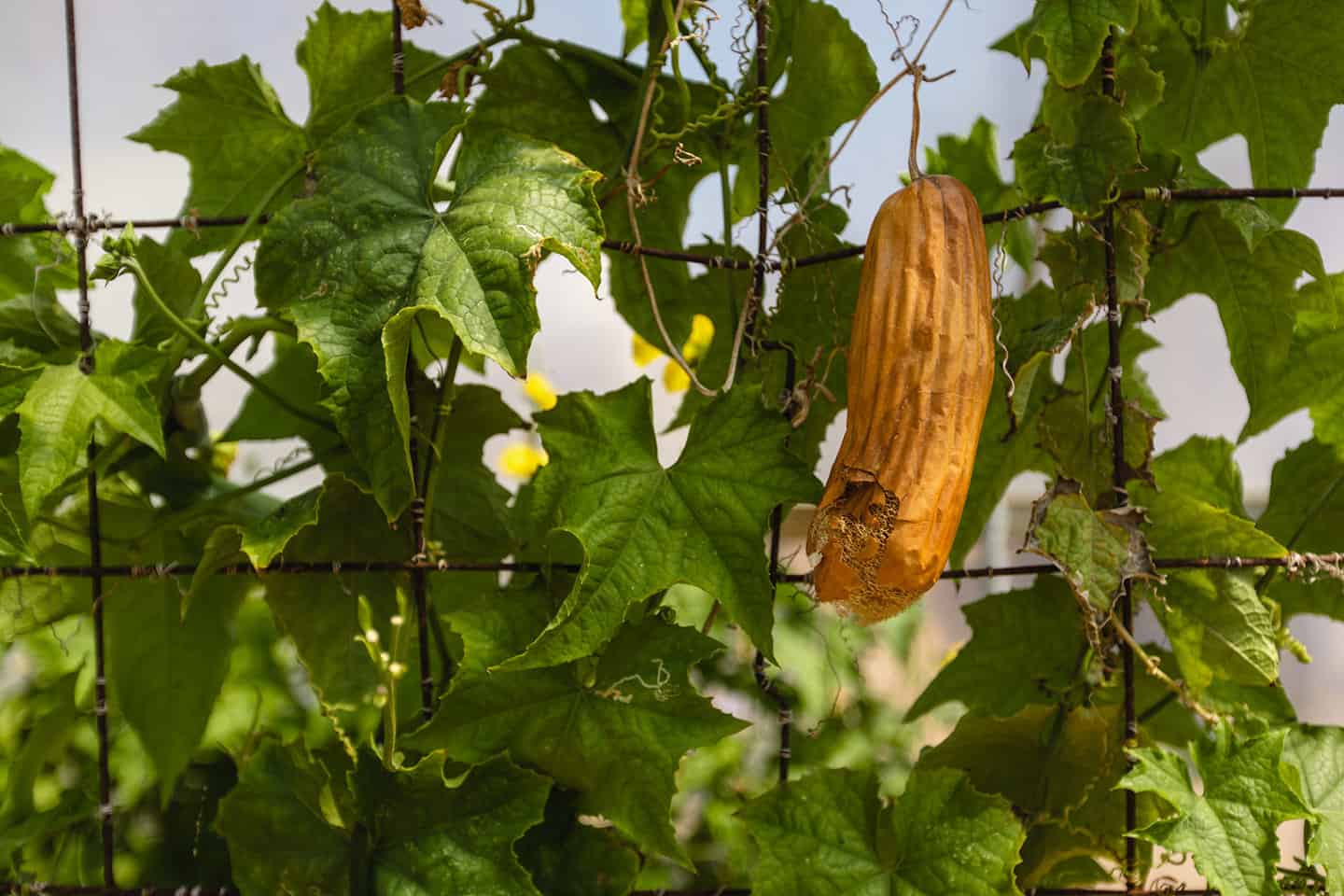 Luffa at the Luffa Farm in Nipomo, CA