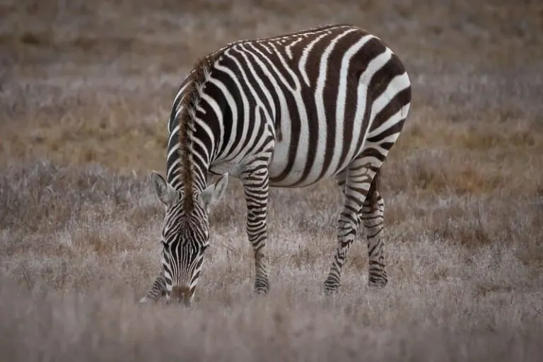 Links to Highway 1 Zebra Viewing