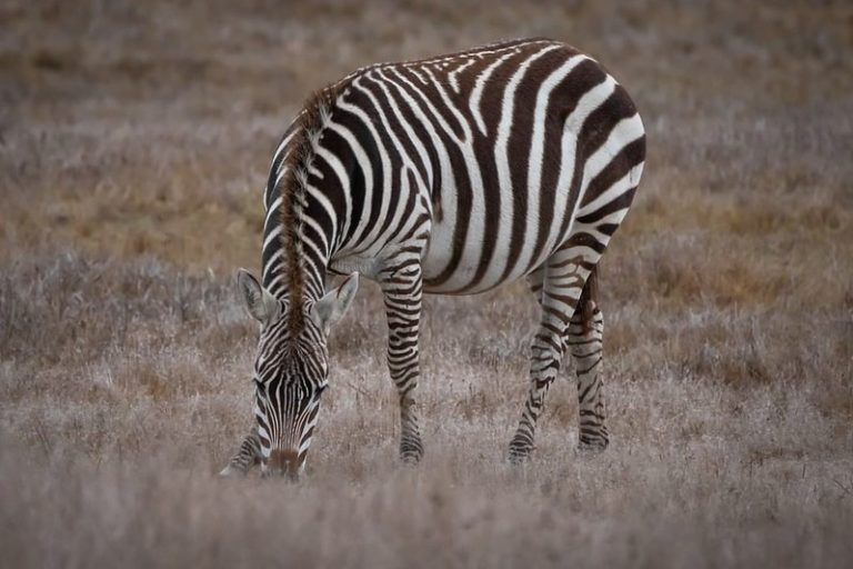 Links to Highway 1 Zebra Viewing
