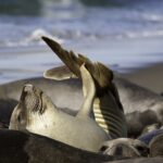 Baby Elephant Seal