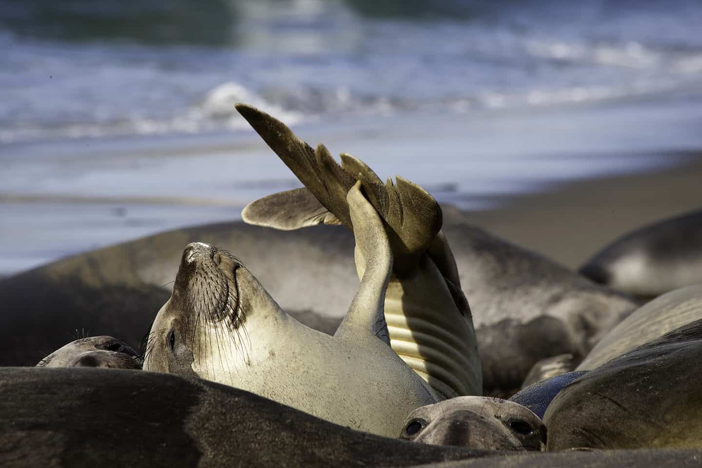 Baby Elephant Seal