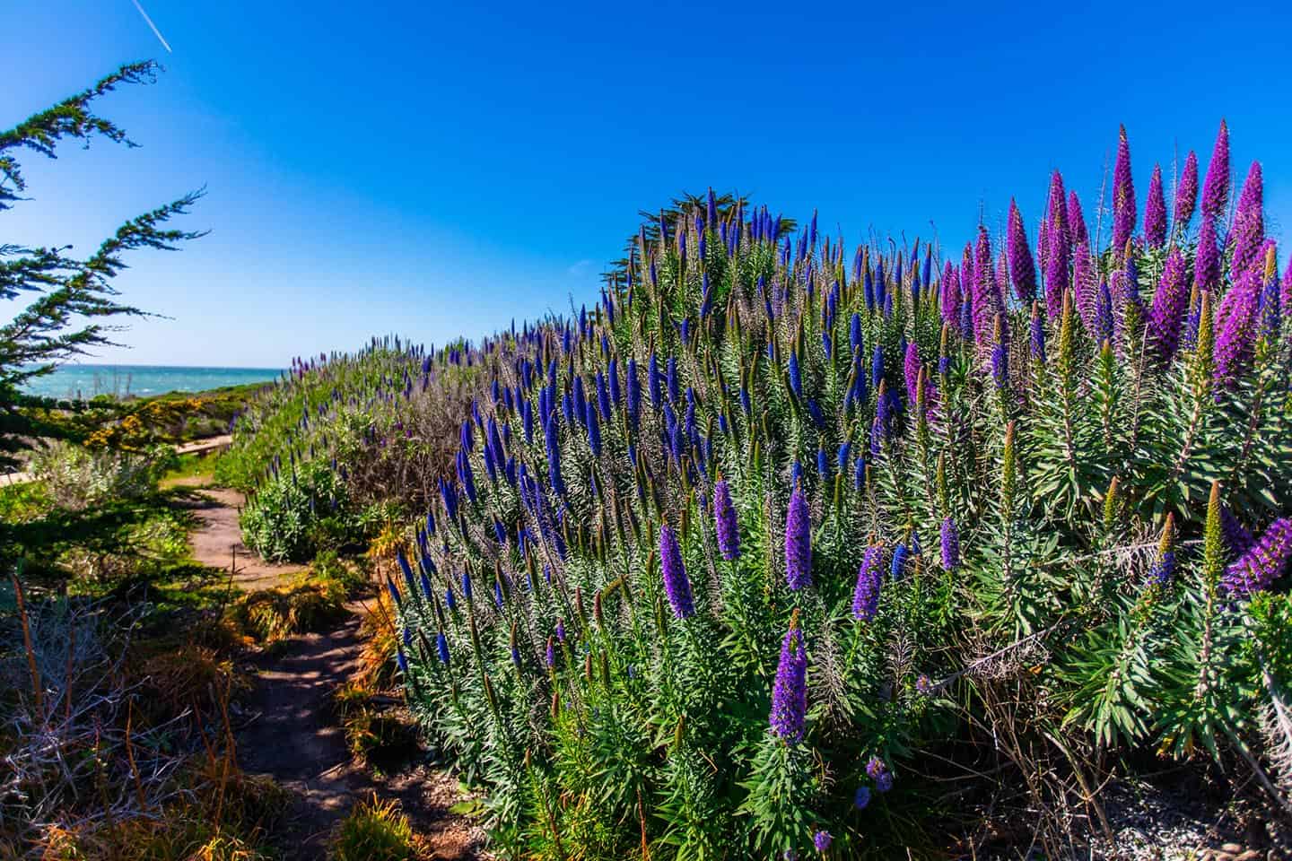 Cambria Wildflowers