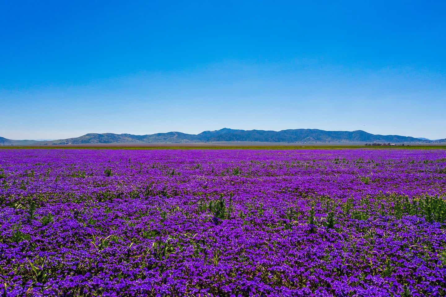 Carrizo Plain Super Bloom