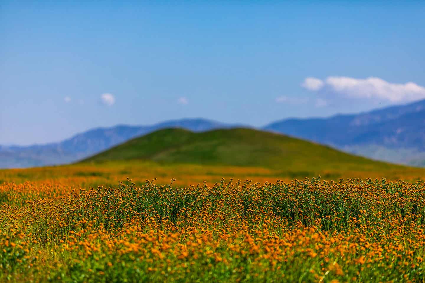 California is awash in color as a 'super bloom' sets in