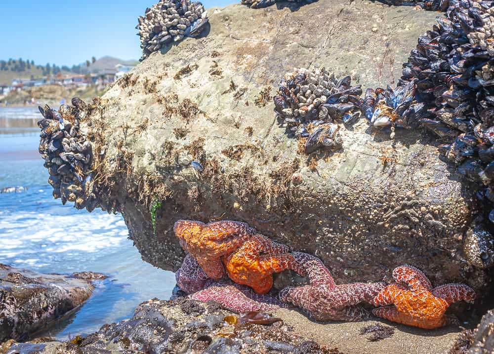 Cayucos Seastars