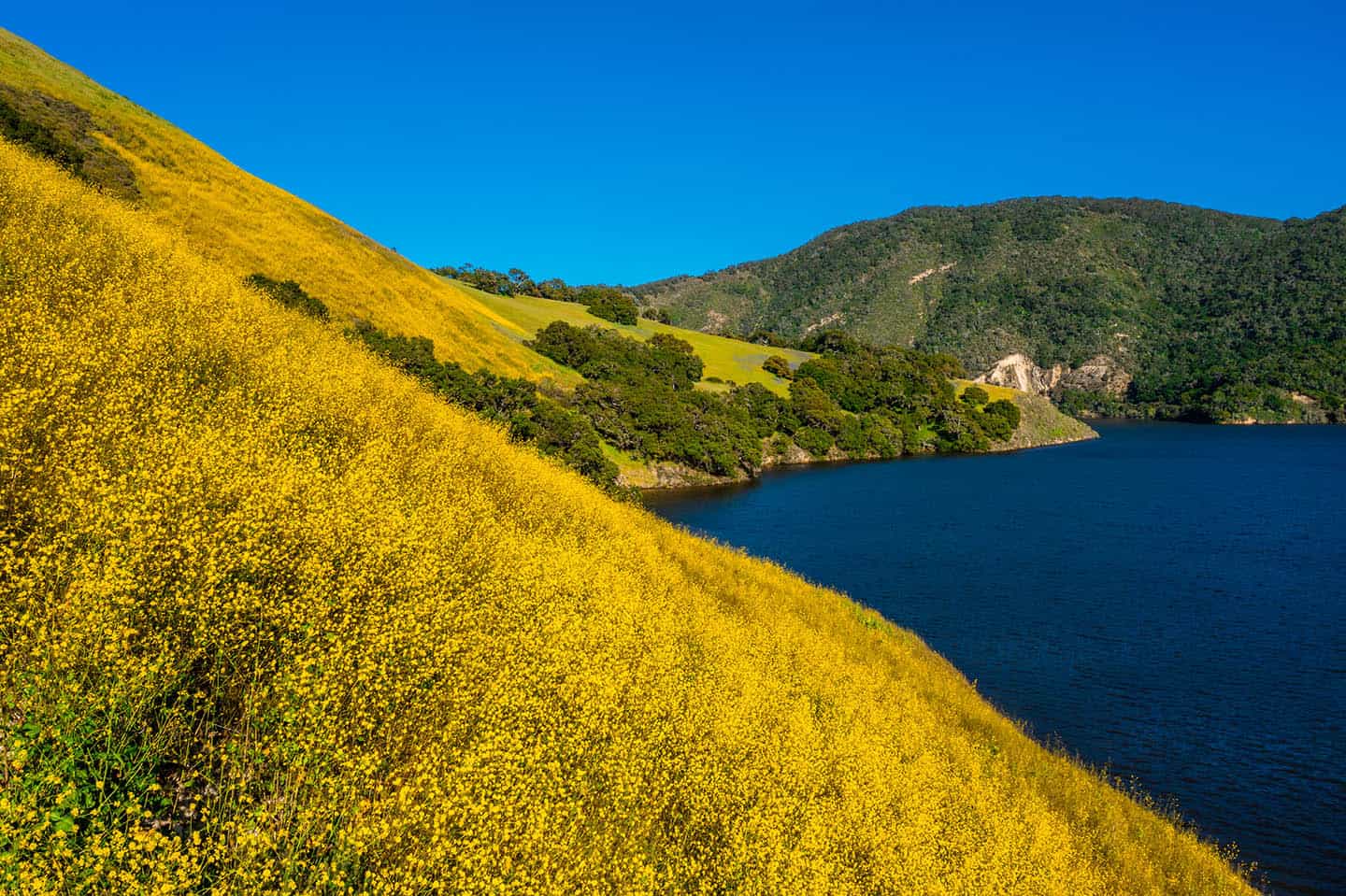 Lopez Lake Wildflowers