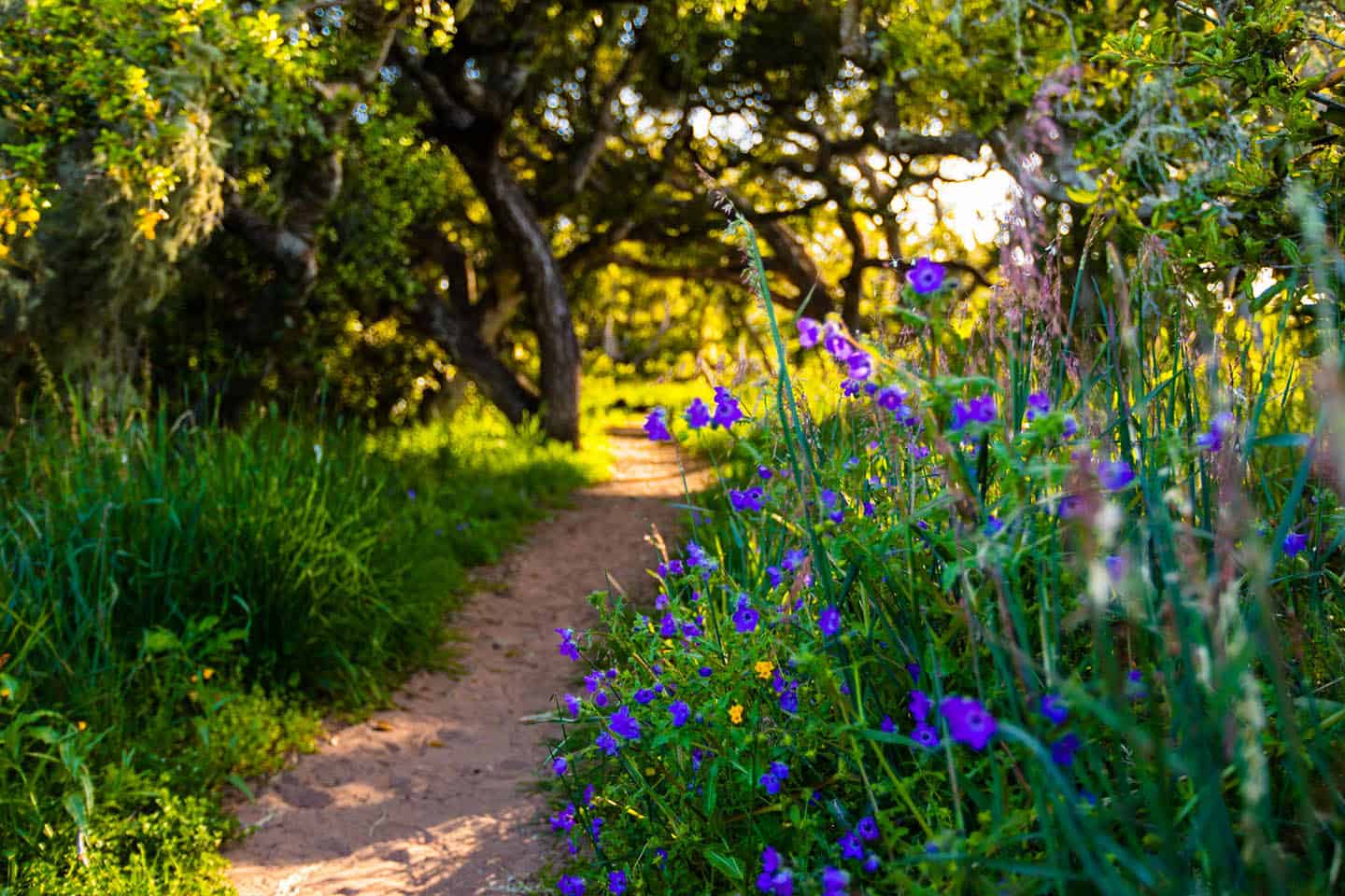 This State Is One of the Best in the U.S. for a Spring Road Trip — With  800,000 Miles of Wildflower-lined Highways