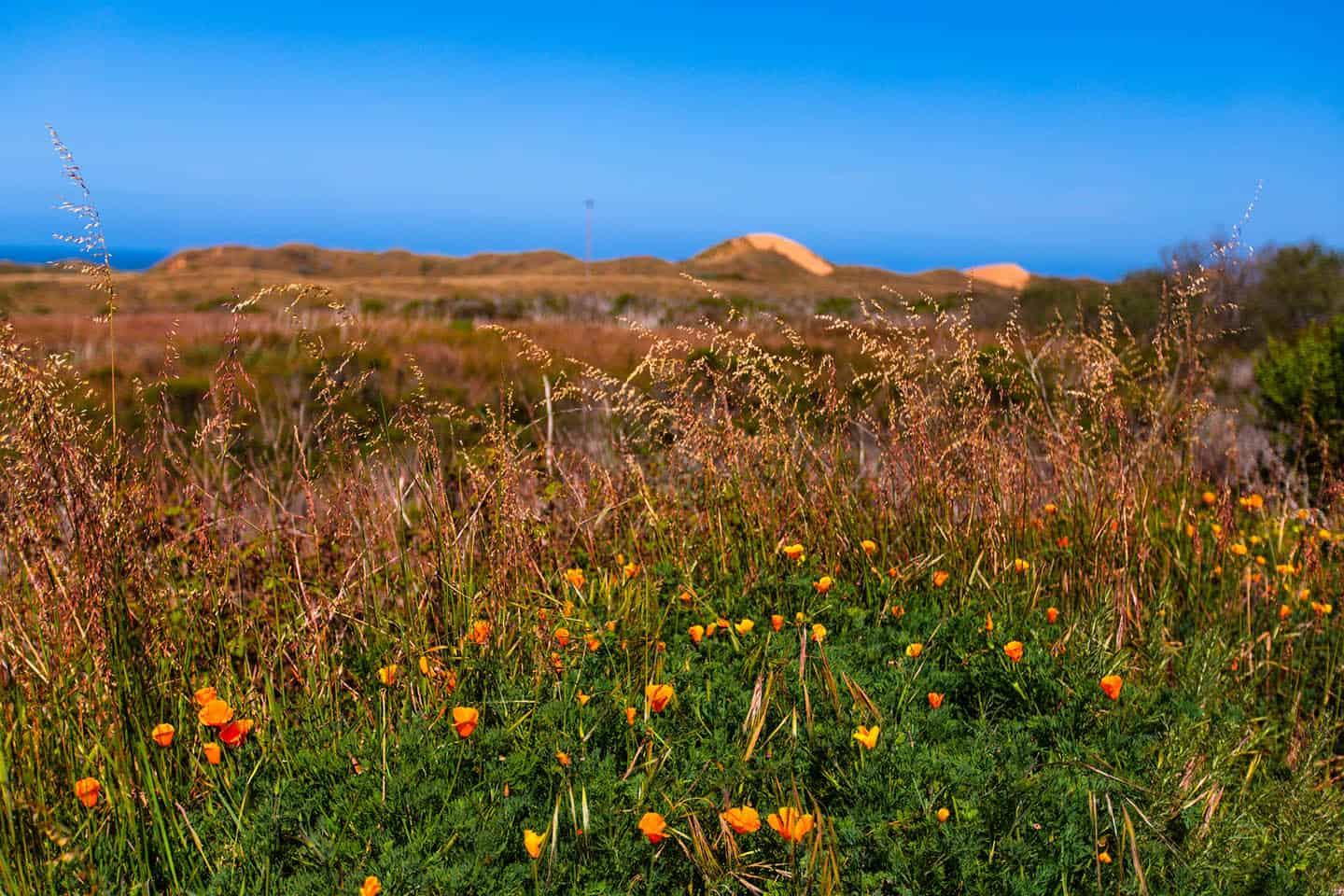 Los Osos flowers