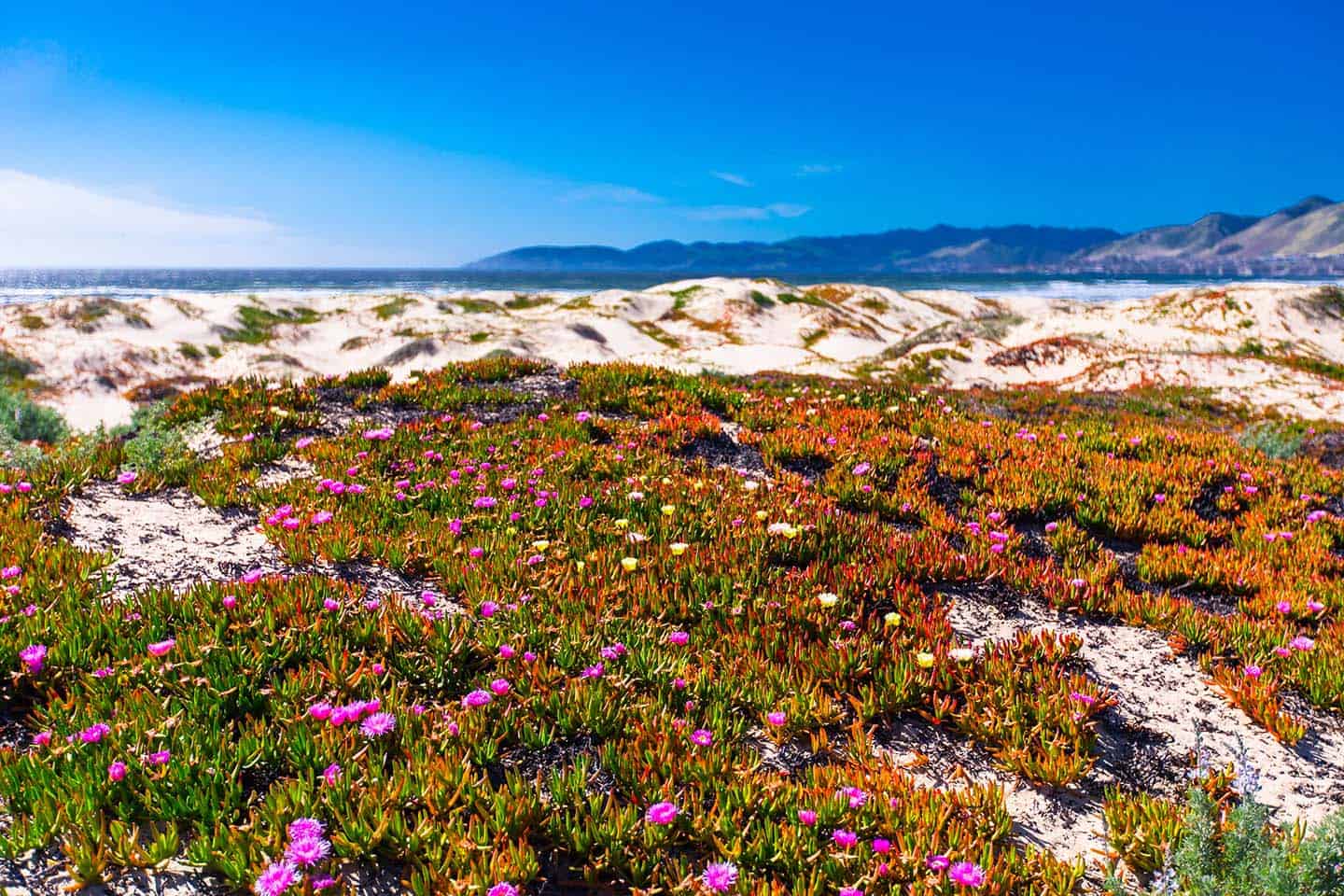 Oceano Dunes Wildflowers