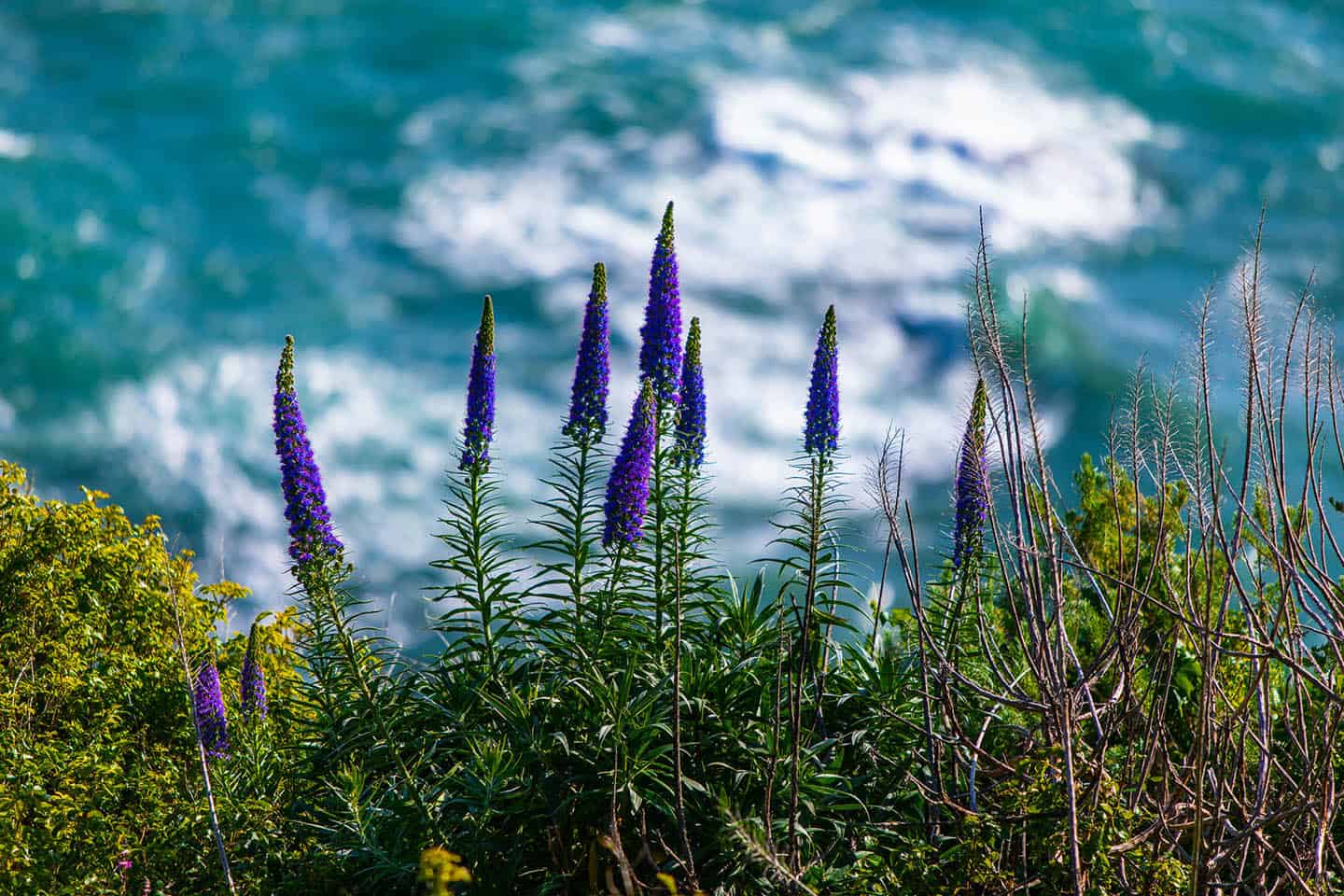 Ragged Point Superbloom