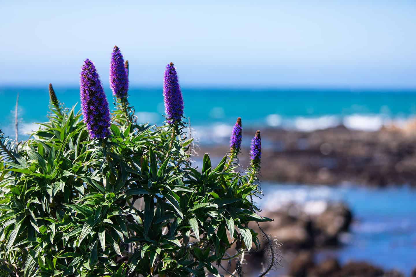 Super Bloom Cambria Wildflowers