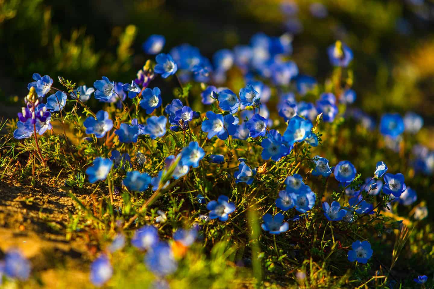 Super Bloom Carrizo Plain Wildflowers