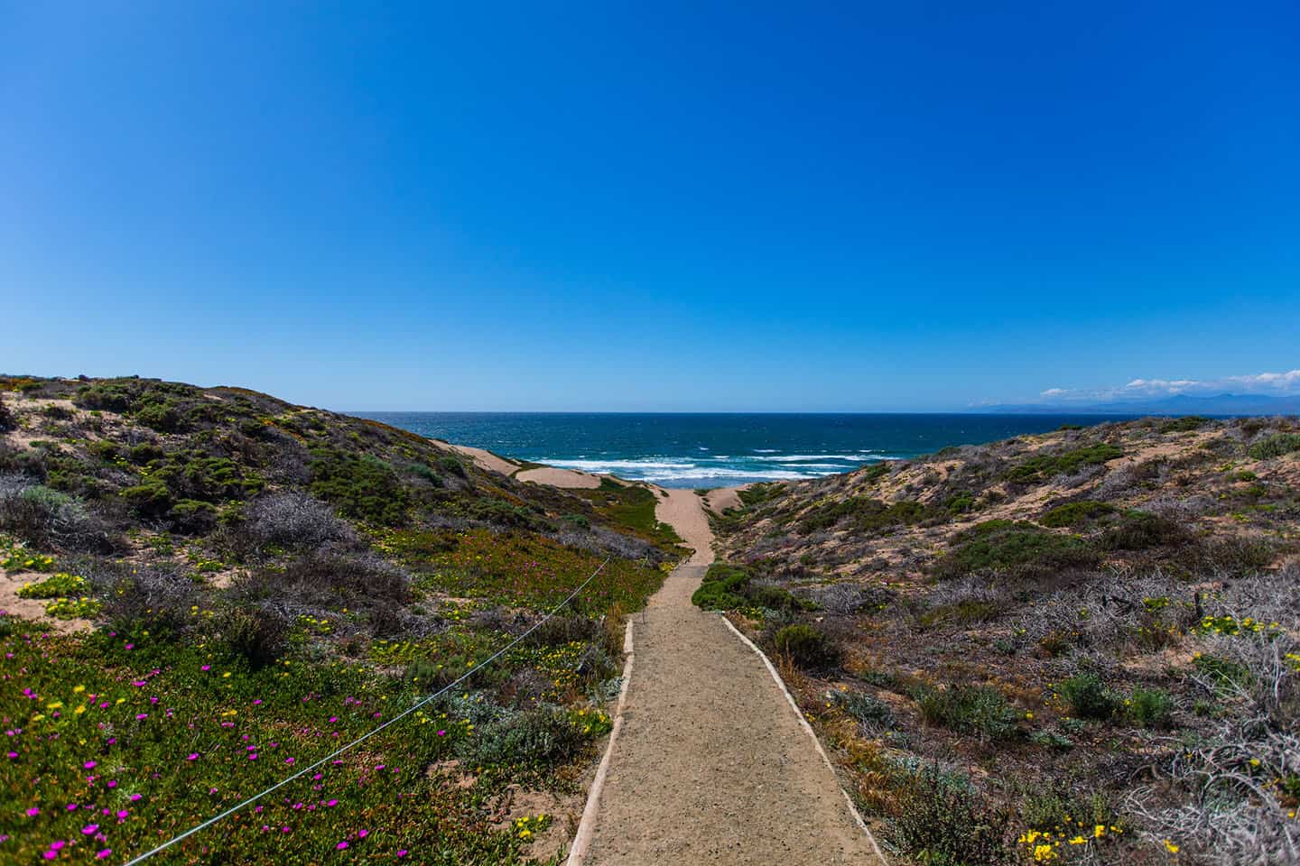 Wildflowers along SandSpit Beach Montana De Oro