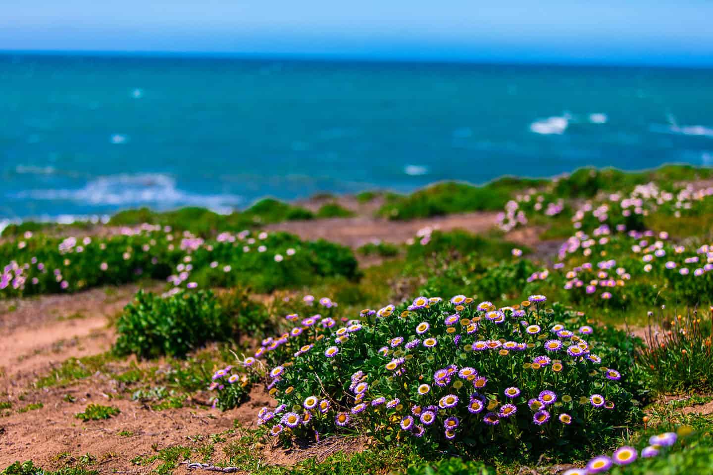 Wildflowers Cambria