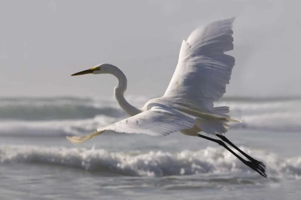 Egret taking off on the beach in Morro Bay