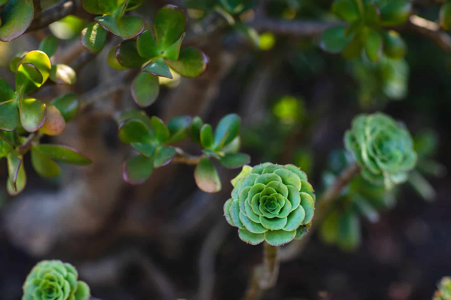 Succulents Casitas