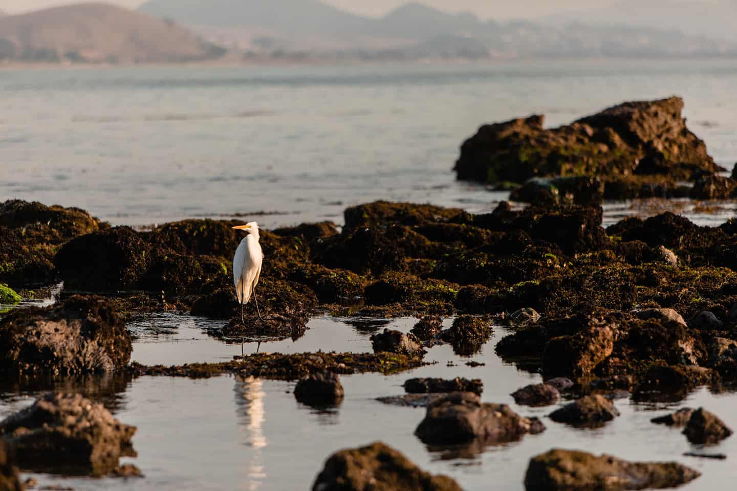 Tidepool Bird