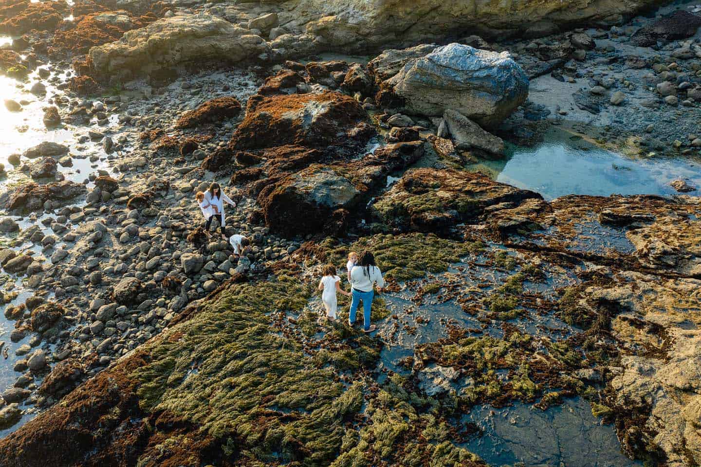 Tidepool Family