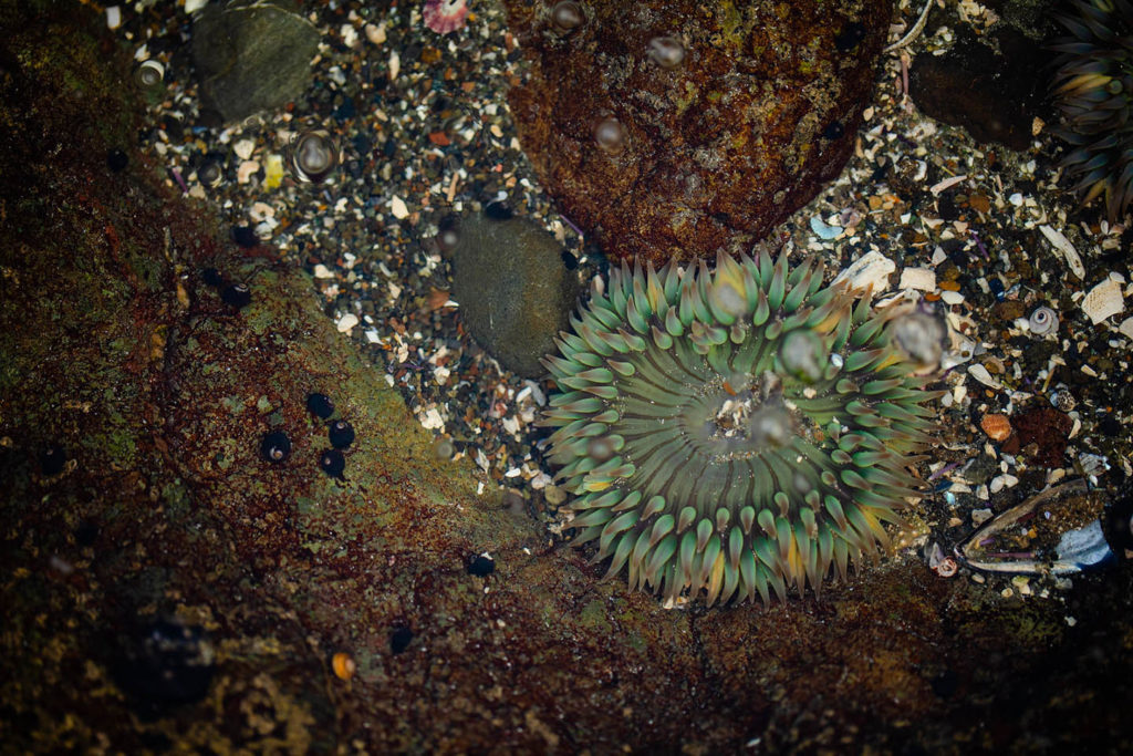 Tidepool Sea anemone