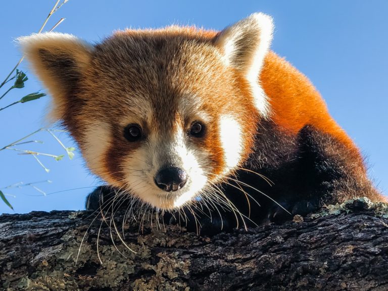 Charles Paddock Zoo