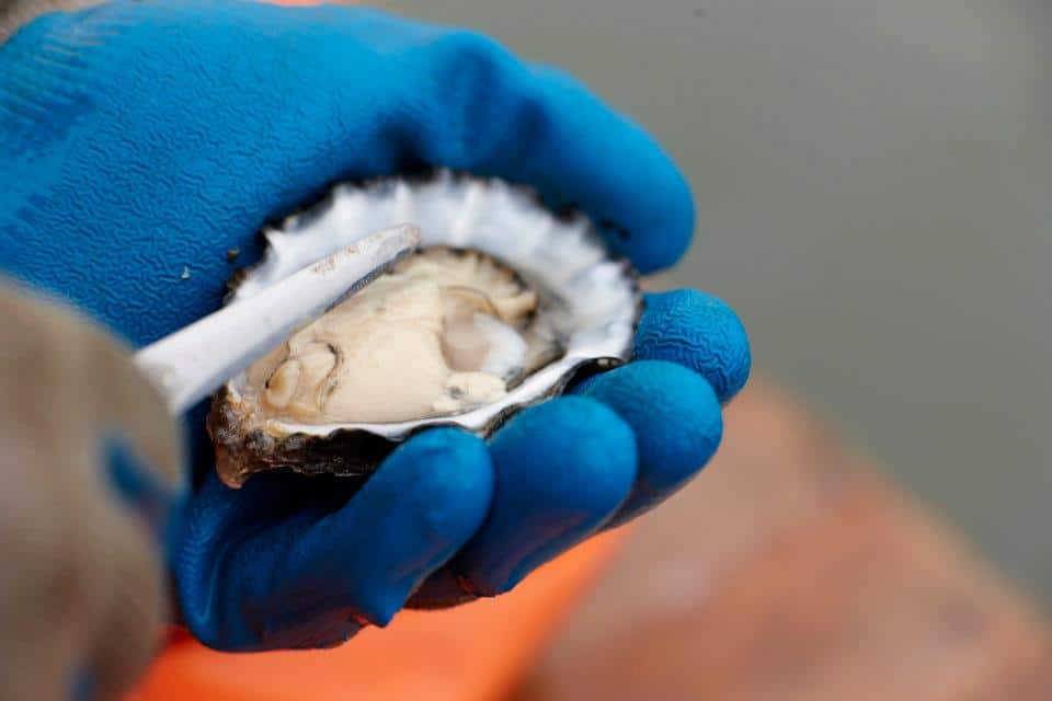 Morro Bay Oyster Co