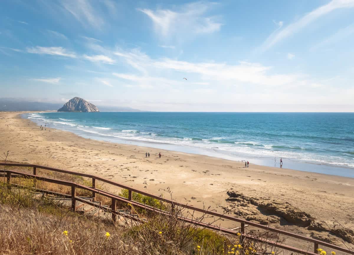 are dogs allowed at morro rock beach