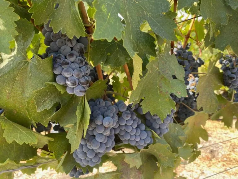 Links to Paso Wine Fest