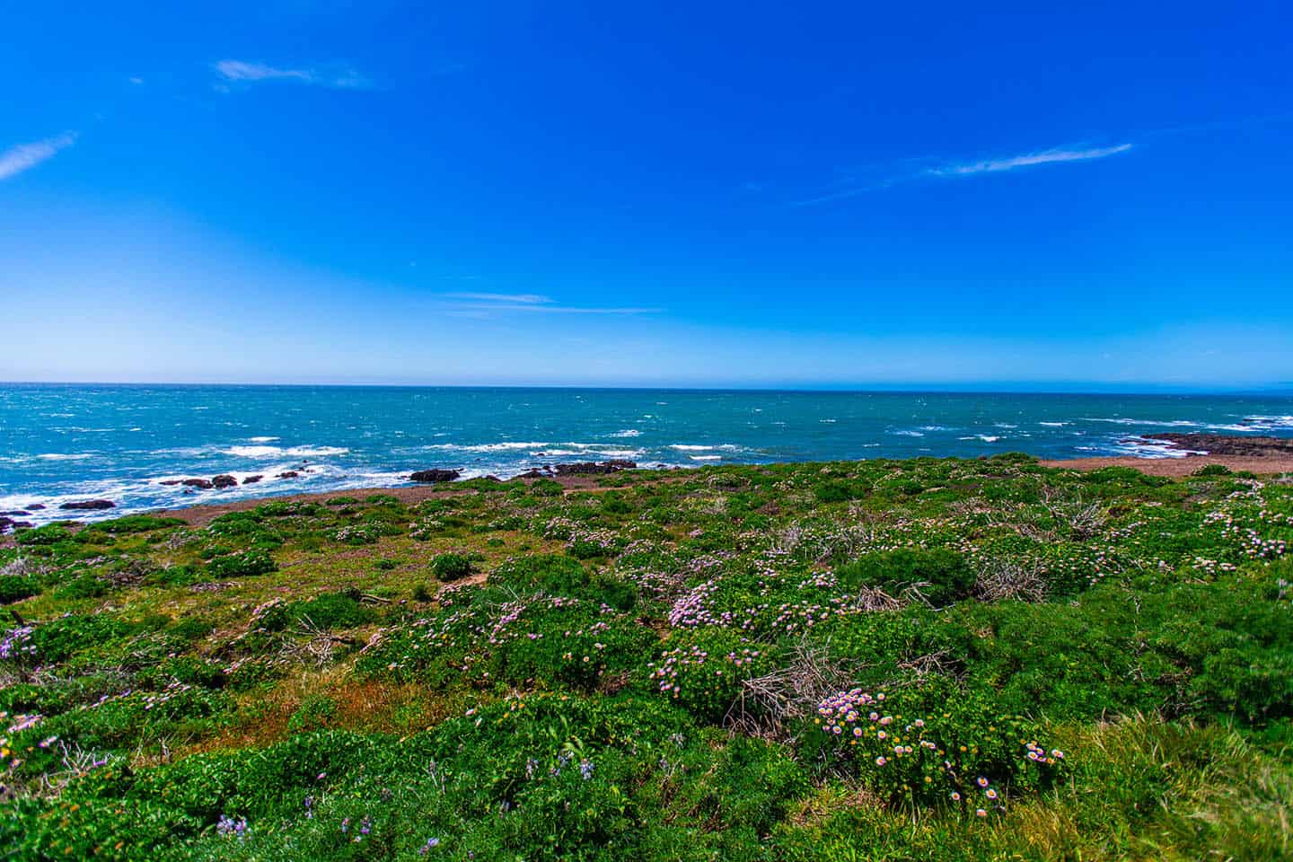 Super bloom Wildflowers Cambria