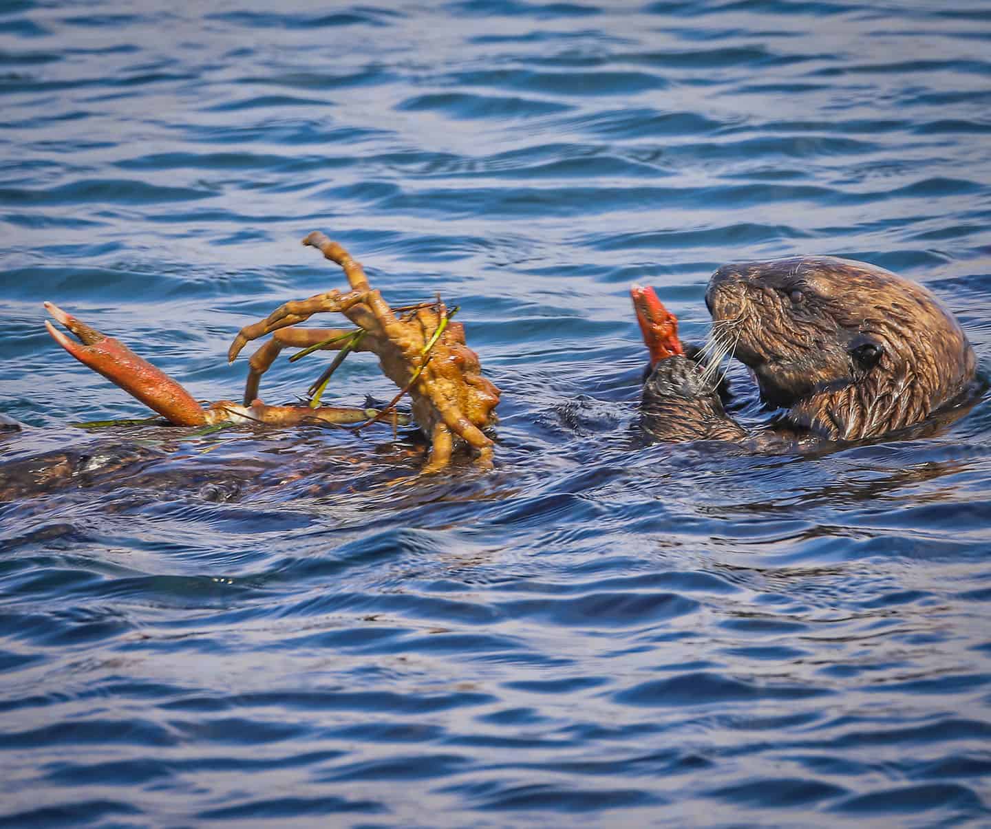 Sea Otter