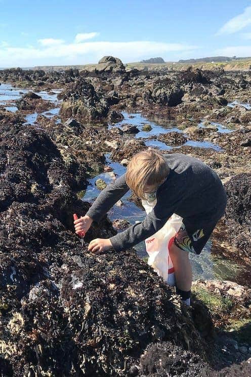 A boy forages for seaweed in Los Osos, California