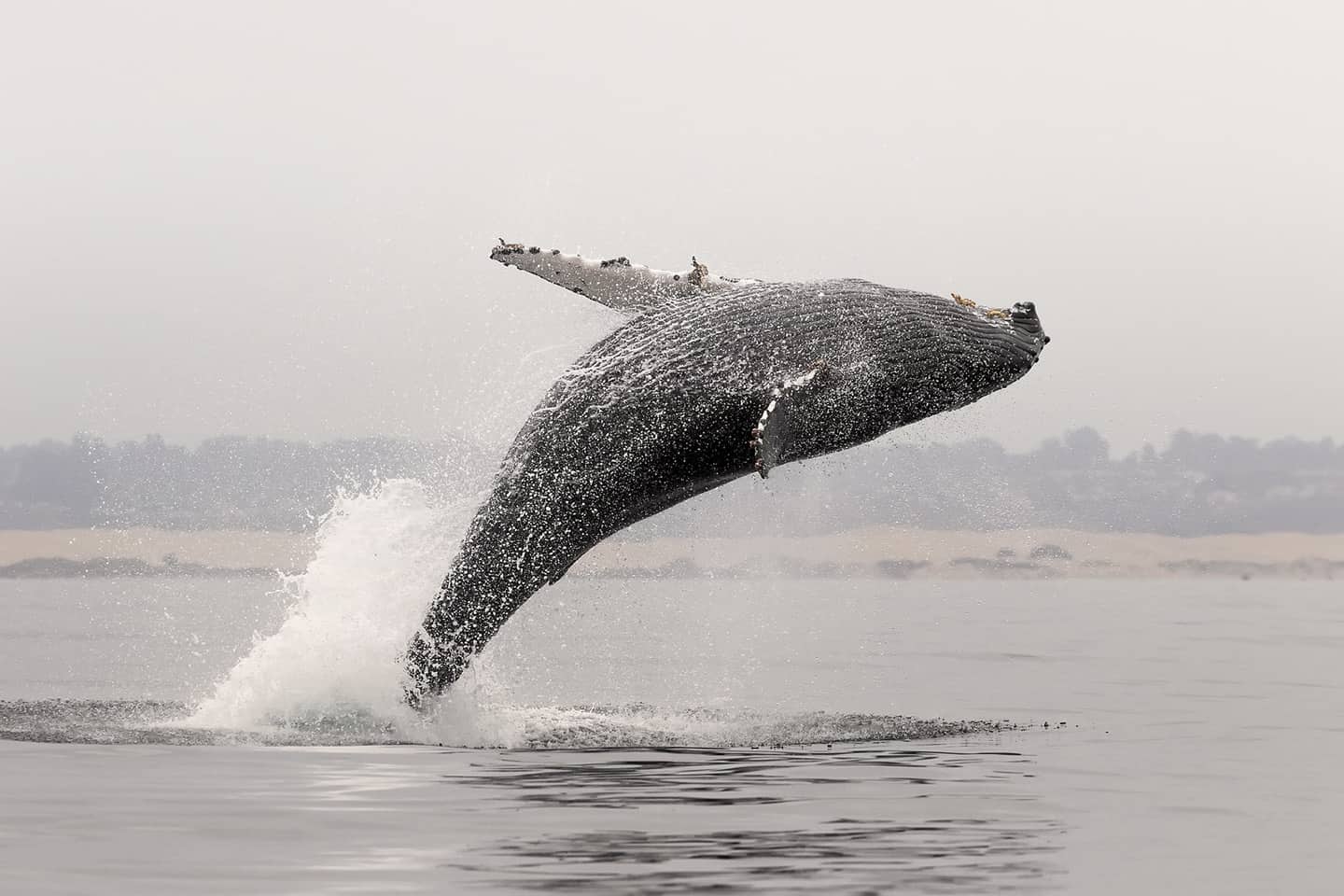 Breaching whale photo courtesy of Vincent Shay Photography, photo credit required