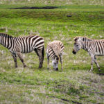 Hearst Zebras