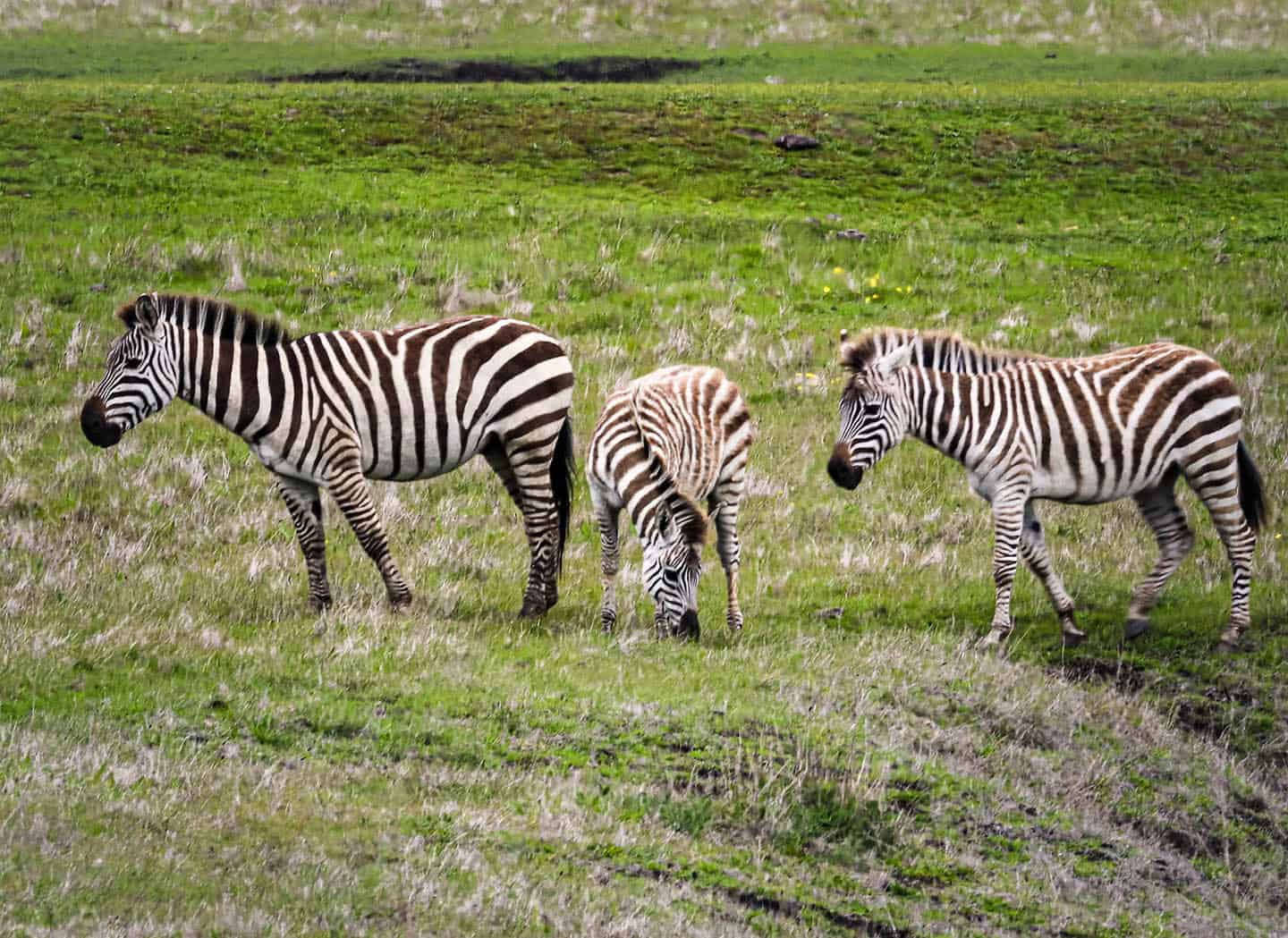 Are zebras white with black stripes or black with white stripes