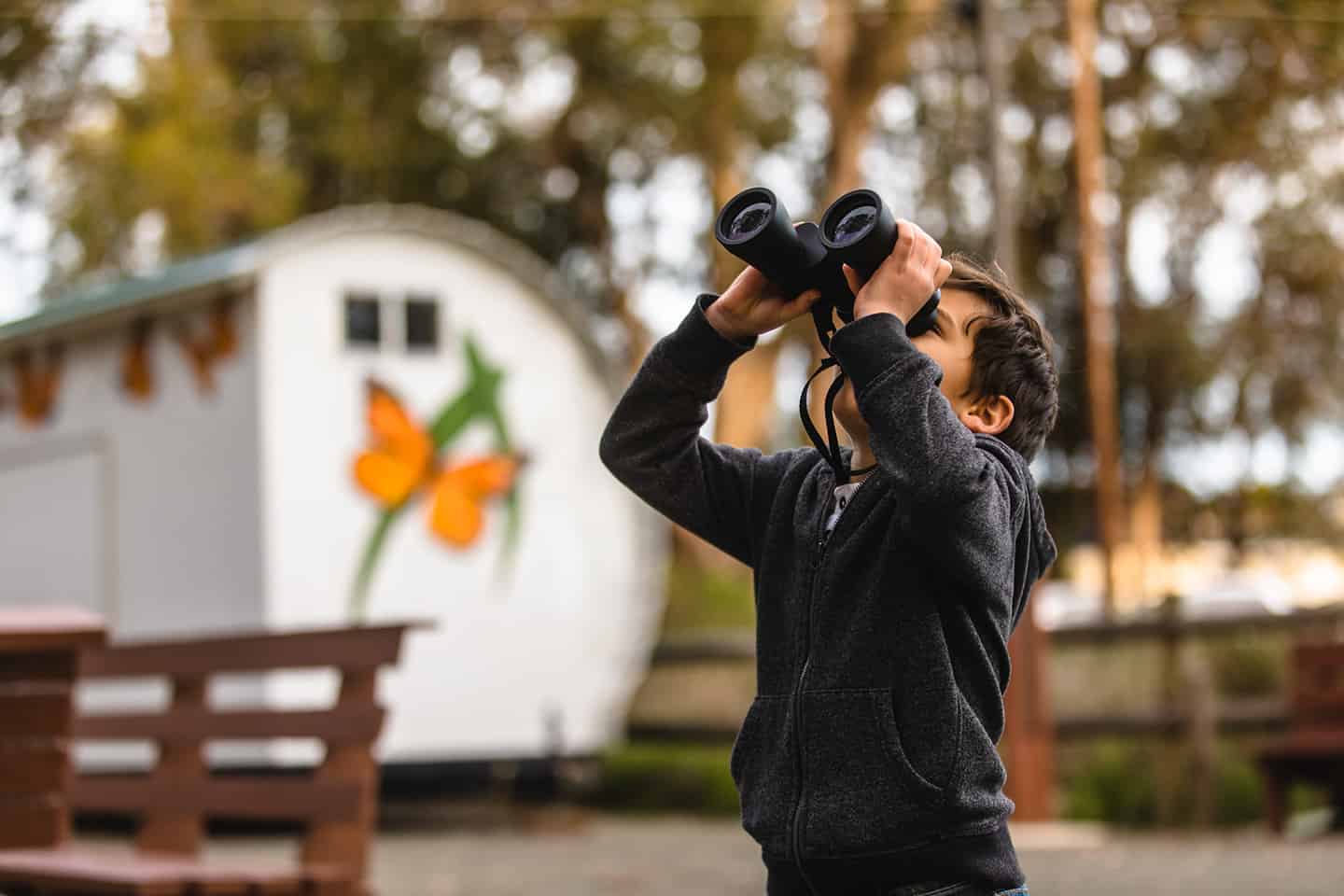 Monarch Butterfly Viewing