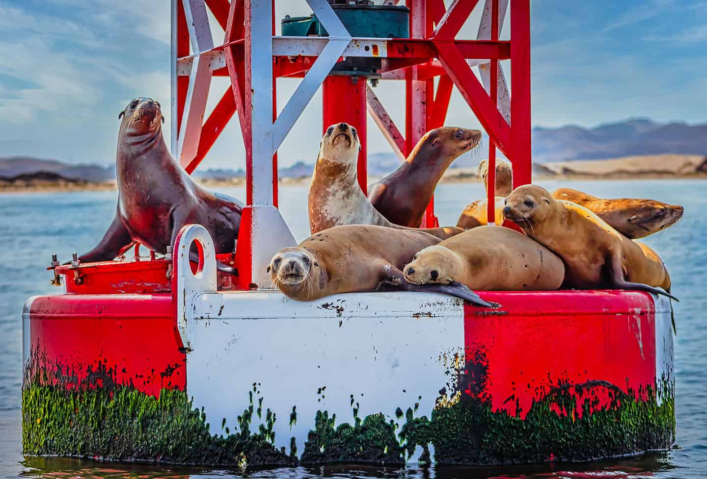 Sea Lions Estero Bay